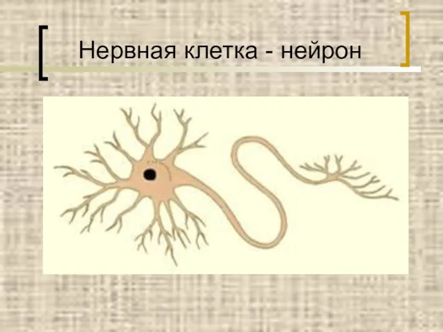 Нервная клетка - нейрон