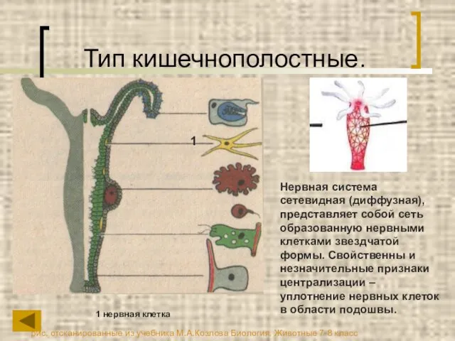 Тип кишечнополостные. Нервная система сетевидная (диффузная), представляет собой сеть образованную