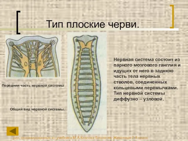 Тип плоские черви. Нервная система состоит из парного мозгового ганглия