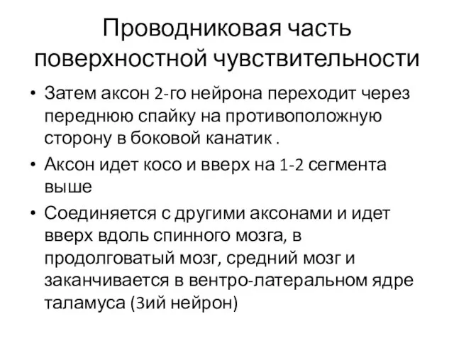 Проводниковая часть поверхностной чувствительности Затем аксон 2-го нейрона переходит через