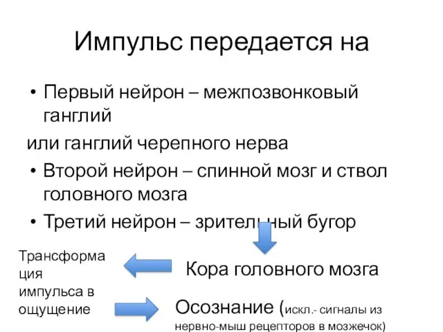 Импульс передается на Первый нейрон – межпозвонковый ганглий или ганглий