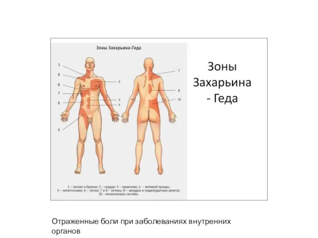 Отраженные боли при заболеваниях внутренних органов