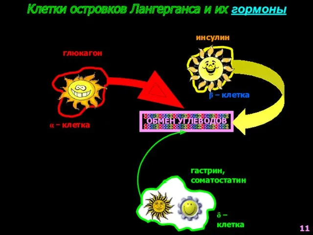 ОБМЕН УГЛЕВОДОВ глюкагон α − клетка Клетки островков Лангерганса и