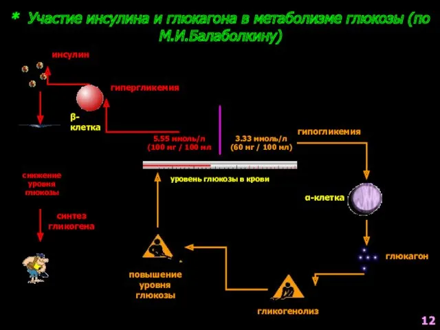 * Участие инсулина и глюкагона в метаболизме глюкозы (по М.И.Балаболкину)