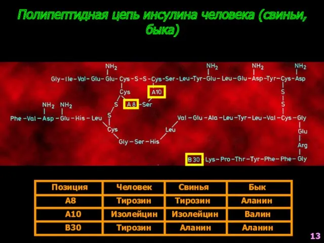 Полипептидная цепь инсулина человека (свиньи, быка) Позиция Человек Свинья Бык