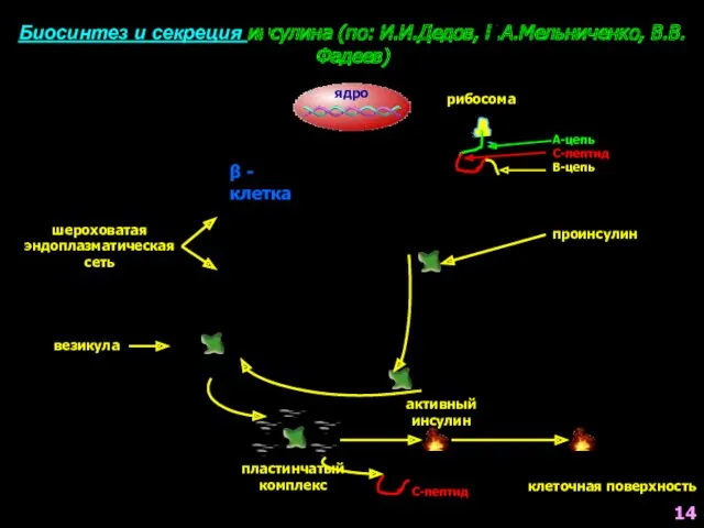 Биосинтез и секреция инсулина (по: И.И.Дедов, Г.А.Мельниченко, В.В.Фадеев) ядро шероховатая