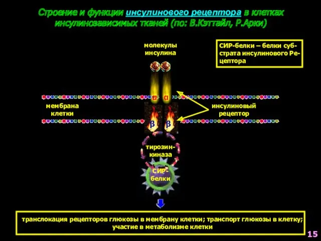 Строение и функции инсулинового рецептора в клетках инсулинозависимых тканей (по: