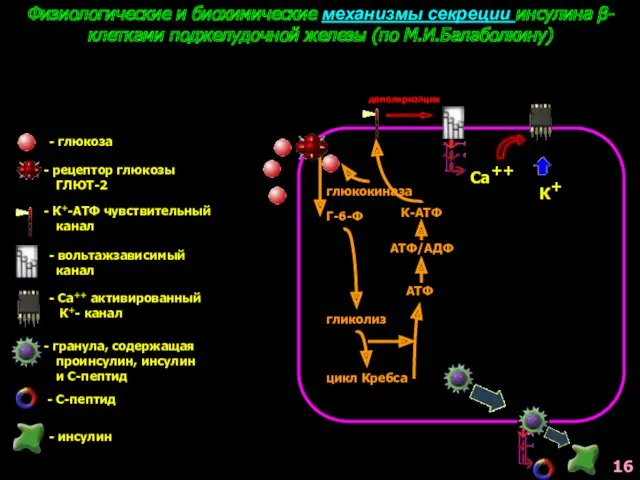 Физиологические и биохимические механизмы секреции инсулина β-клетками поджелудочной железы (по