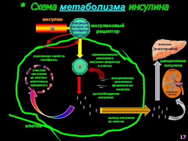 * Схема метаболизма инсулина инсулиновый рецептор клетка проникновение комплекса инсулин-рецептор