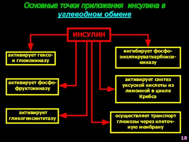 Основные точки приложения инсулина в углеводном обмене ИНСУЛИН активирует гексо-