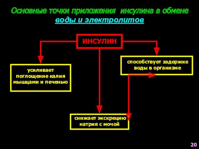 Основные точки приложения инсулина в обмене воды и электролитов ИНСУЛИН