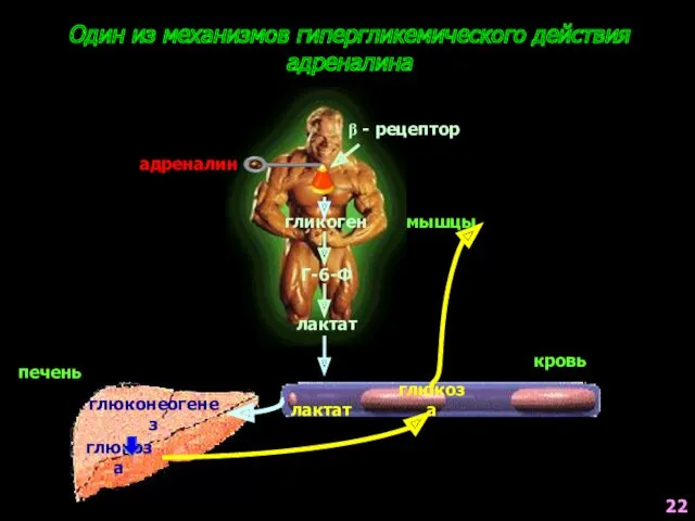 Один из механизмов гипергликемического действия адреналина β - рецептор адреналин