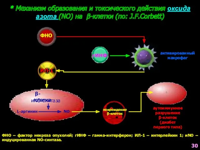 * Механизм образования и токсического действия оксида азота (NO) на