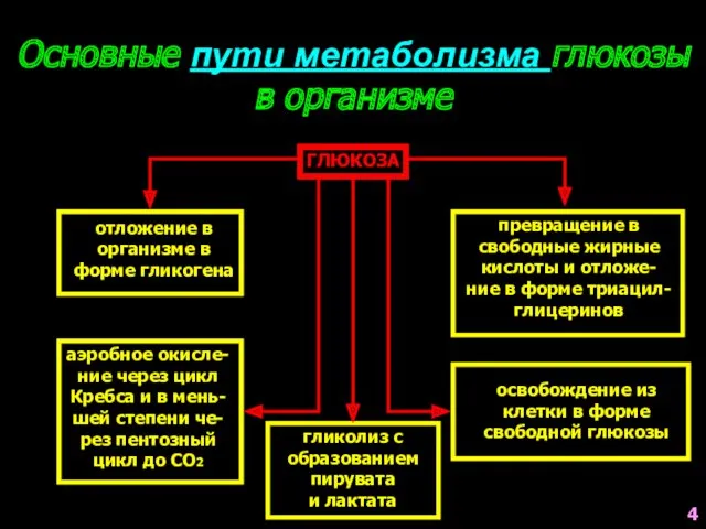 Основные пути метаболизма глюкозы в организме ГЛЮКОЗА отложение в организме