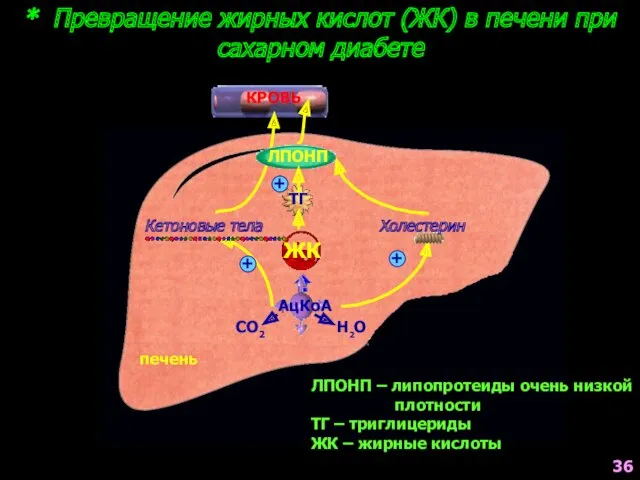 * Превращение жирных кислот (ЖК) в печени при сахарном диабете