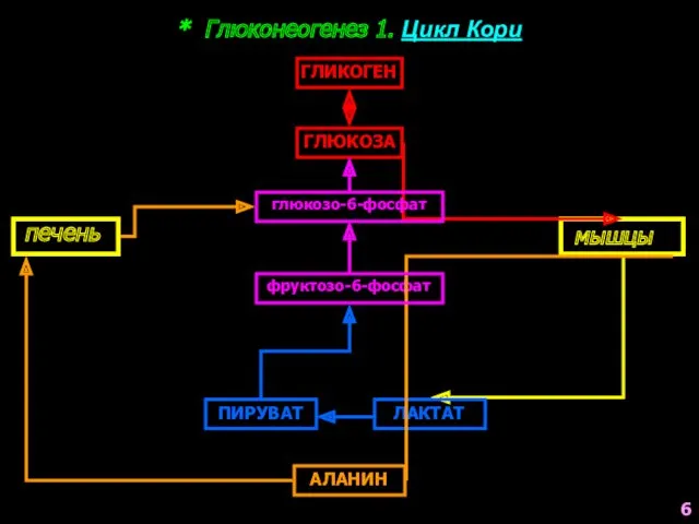 * Глюконеогенез 1. Цикл Кори ГЛЮКОЗА печень мышцы ПИРУВАТ ЛАКТАТ АЛАНИН фруктозо-6-фосфат глюкозо-6-фосфат 6 ГЛИКОГЕН