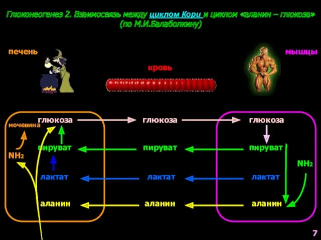 7 Глюконеогенез 2. Взаимосвязь между циклом Кори и циклом «аланин