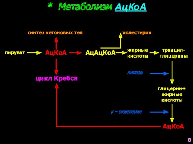 пируват АцКоА * Метаболизм АцКоА синтез кетоновых тел АцАцКоА холестерин