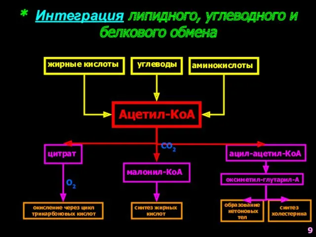 * Интеграция липидного, углеводного и белкового обмена Ацетил-КоА жирные кислоты