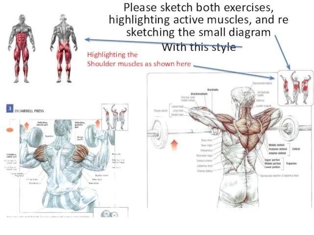 Please sketch both exercises, highlighting active muscles, and re sketching