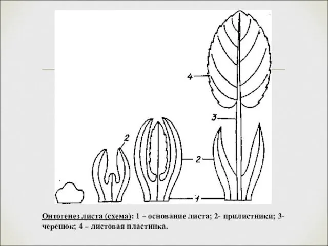 Онтогенез листа (схема): 1 – основание листа; 2- прилистники; 3- черешок; 4 – листовая пластинка.