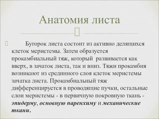 Бугорок листа состоит из активно делящихся клеток меристемы. Затем образуется