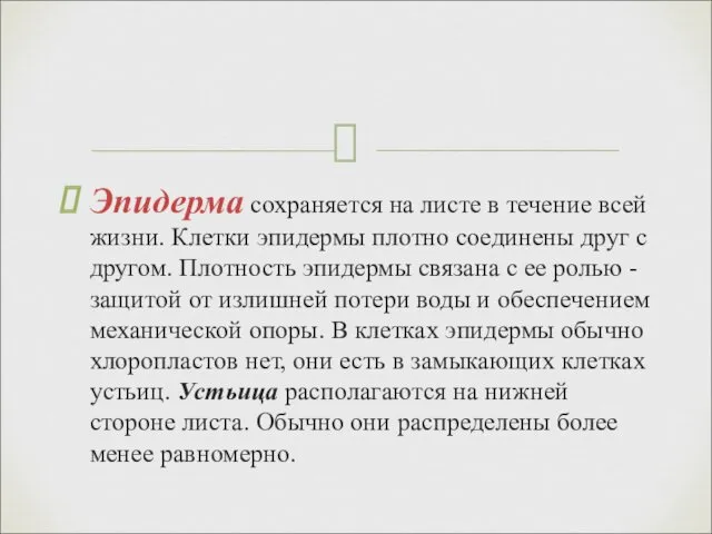 Эпидерма сохраняется на листе в течение всей жизни. Клетки эпидермы