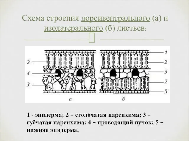 Схема строения дорсивентрального (а) и изолатерального (б) листьев: 1 -