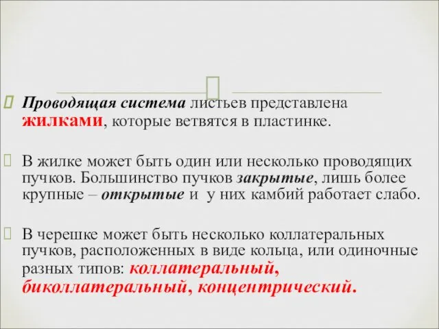 Проводящая система листьев представлена жилками, которые ветвятся в пластинке. В