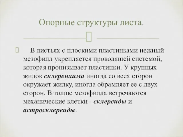 В листьях с плоскими пластинками нежный мезофилл укрепляется проводящей системой,