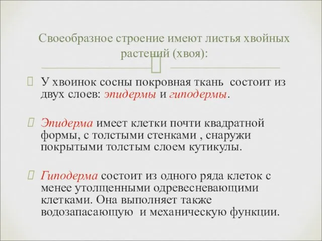 У хвоинок сосны покровная ткань состоит из двух слоев: эпидермы