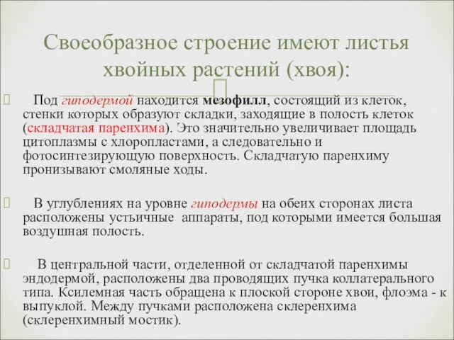 Под гиподермой находится мезофилл, состоящий из клеток, стенки которых образуют