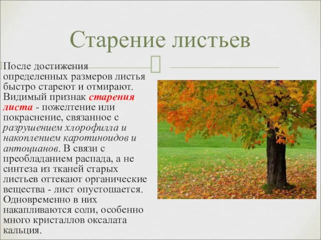 После достижения определенных размеров листья быстро стареют и отмирают. Видимый