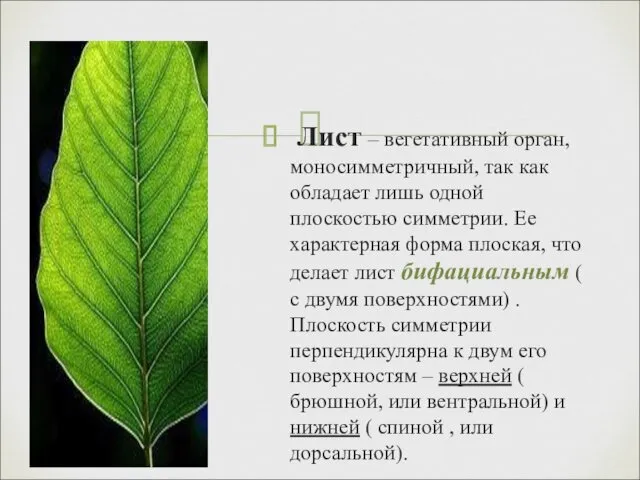 Лист – вегетативный орган, моносимметричный, так как обладает лишь одной