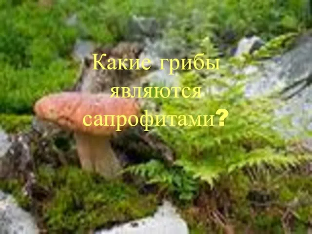 Какие грибы являются сапрофитами?