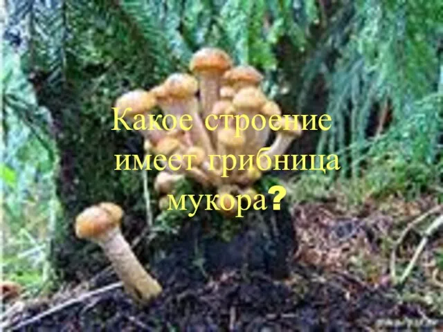 Какое строение имеет грибница мукора?