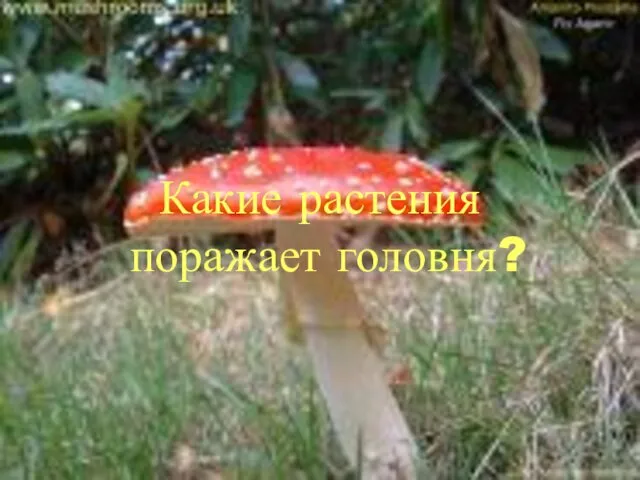 Какие растения поражает головня?