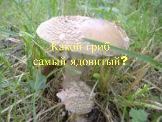 Какой гриб самый ядовитый?