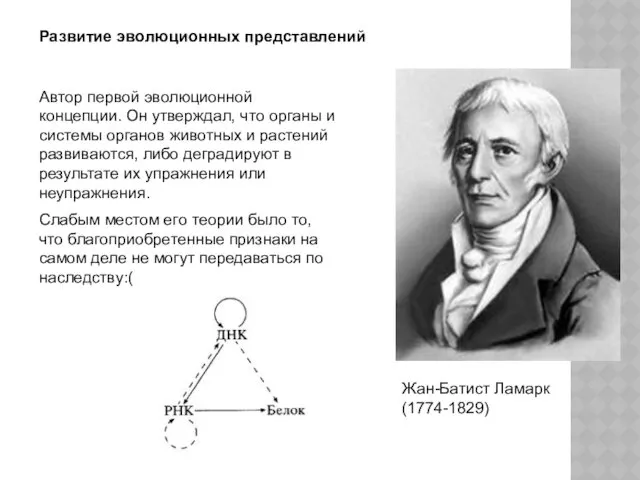 Развитие эволюционных представлений Жан-Батист Ламарк (1774-1829) Автор первой эволюционной концепции. Он утверждал, что
