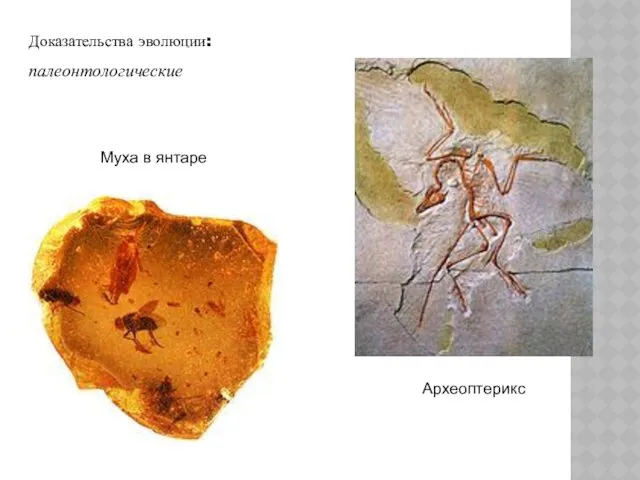 Доказательства эволюции: палеонтологические Археоптерикс Муха в янтаре