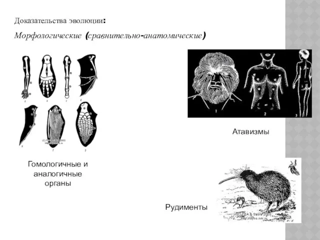 Доказательства эволюции: Морфологические (сравнительно-анатомические) Гомологичные и аналогичные органы Атавизмы Рудименты
