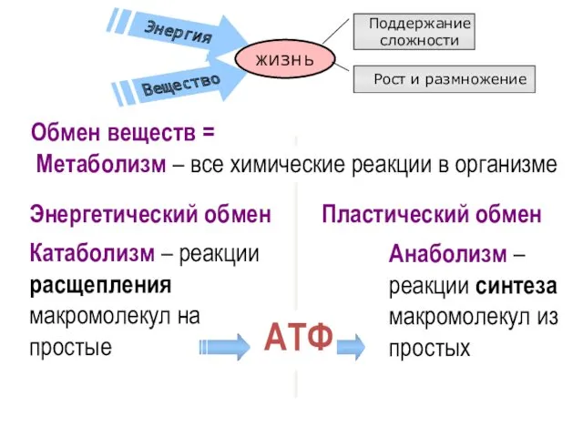 Метаболизм – все химические реакции в организме Энергетический обмен Катаболизм – реакции расщепления