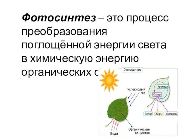 Фотосинтез – это процесс преобразования поглощённой энергии света в химическую энергию органических соединений.