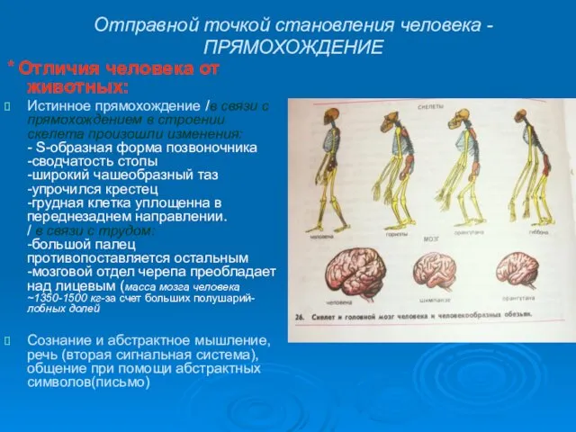 Отправной точкой становления человека - ПРЯМОХОЖДЕНИЕ * Отличия человека от