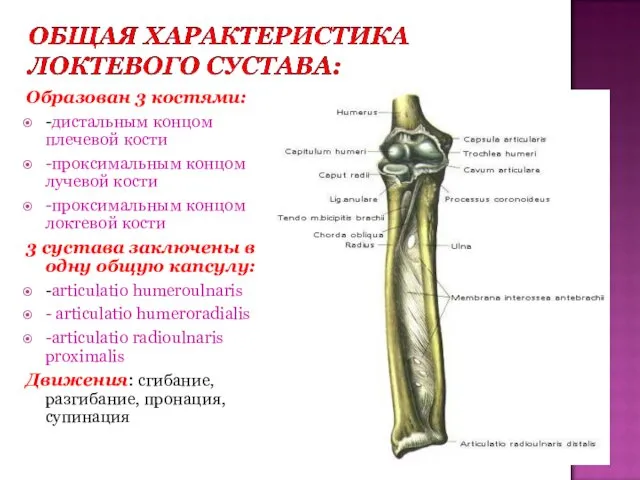 Образован 3 костями: -дистальным концом плечевой кости -проксимальным концом лучевой
