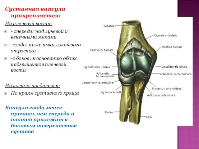 Суставная капсула прикрепляется: На плечевой кости: - спереди: над лучевой