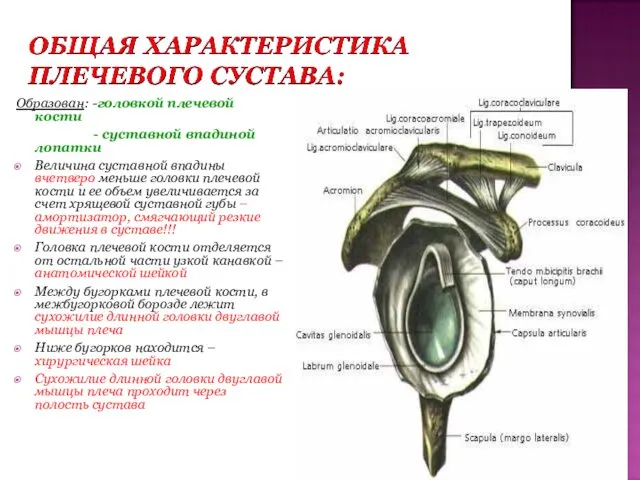 Образован: -головкой плечевой кости - суставной впадиной лопатки Величина суставной