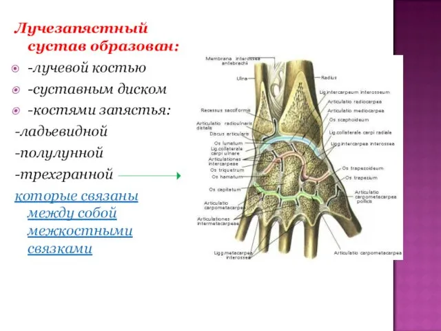 Лучезапястный сустав образован: -лучевой костью -суставным диском -костями запястья: -ладьевидной