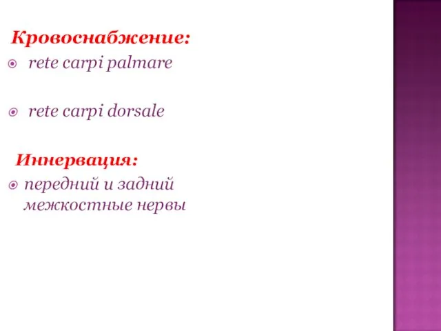 Кровоснабжение: rete carpi palmare rete carpi dorsale Иннервация: передний и задний межкостные нервы