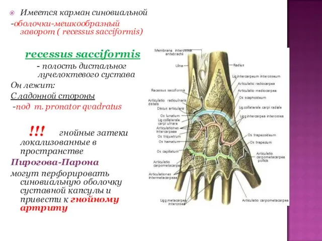 Имеется карман синовиальной -оболочки-мешкообразный заворот ( recessus sacciformis)‏ recessus sacciformis